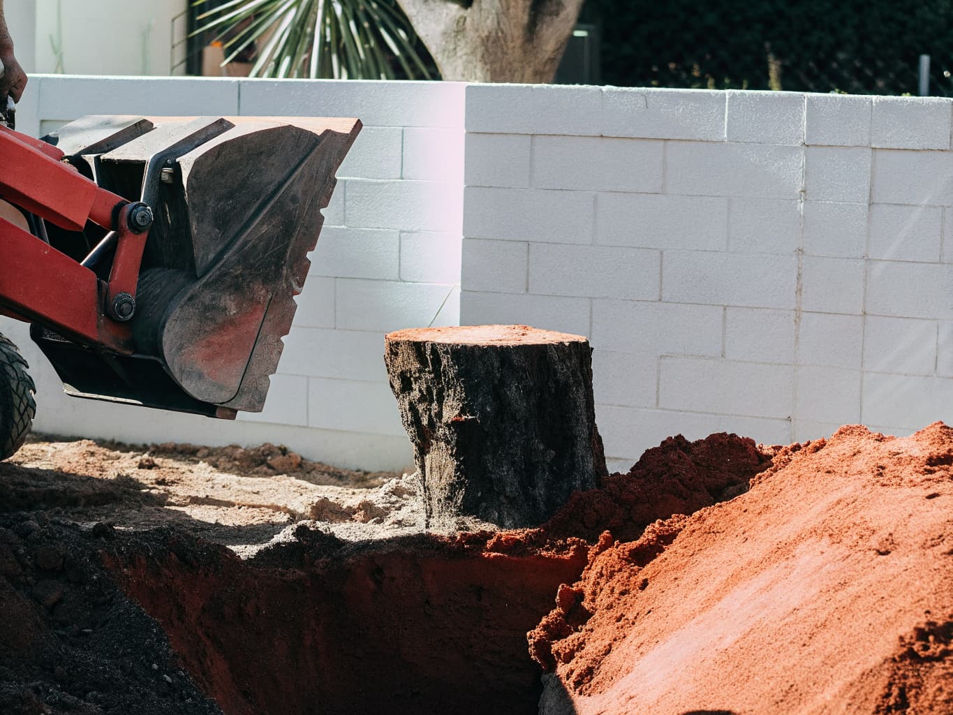 Removal of Trees with Roots